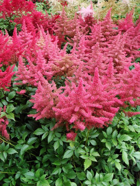 Astilbe japonica 'Dusselsdorf'